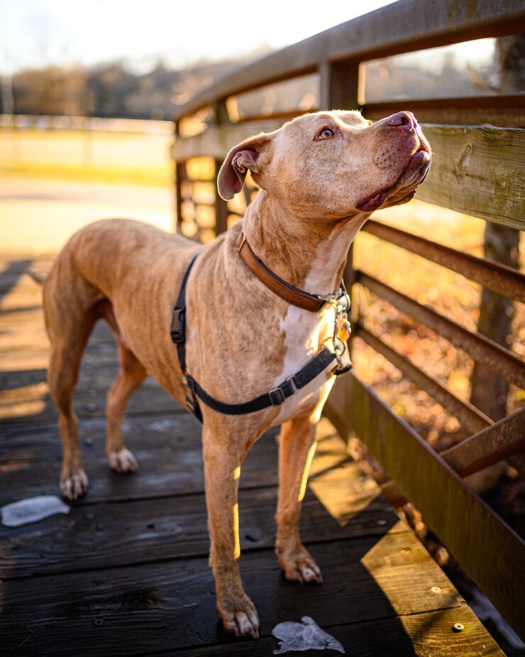 Pit Bull Feeding Chart